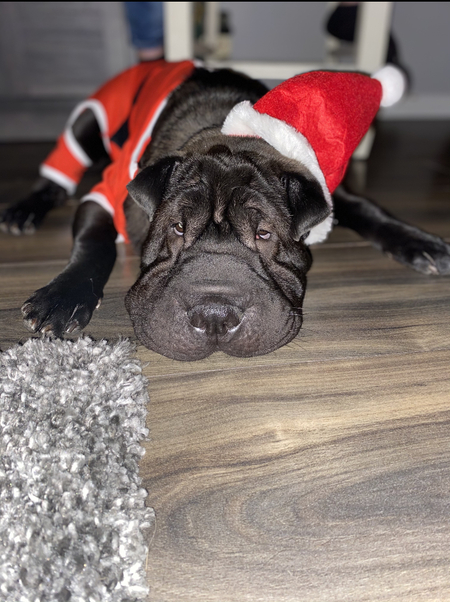 Rufus 