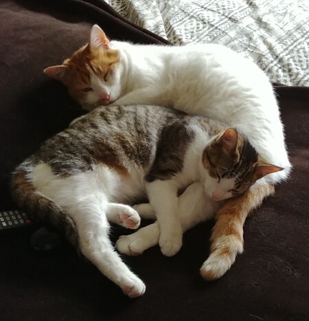 Diesel & Lily