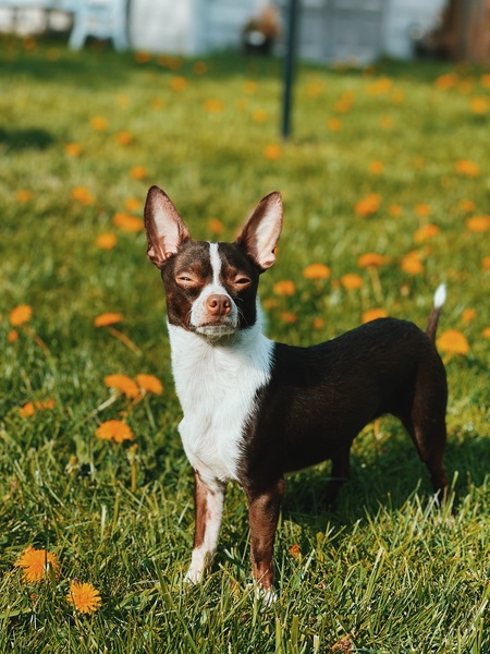 Milo