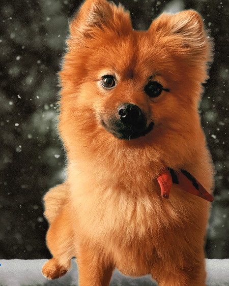 Chewie