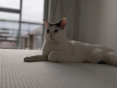 Misha