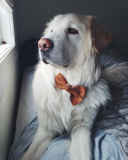 Walter