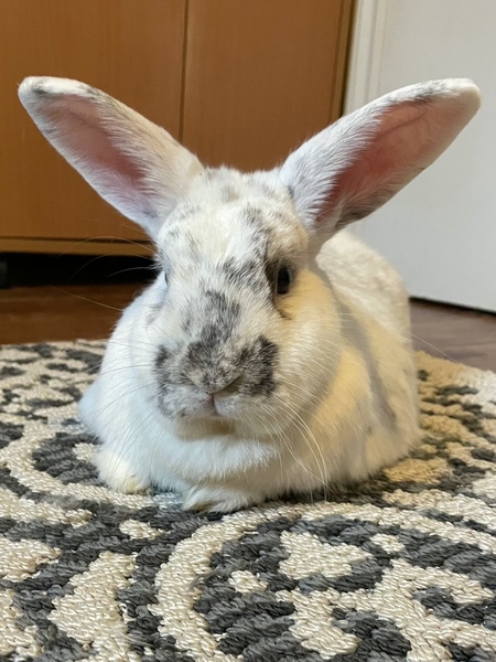 Olaf