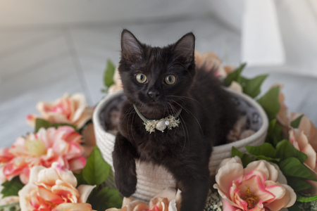 Willow
