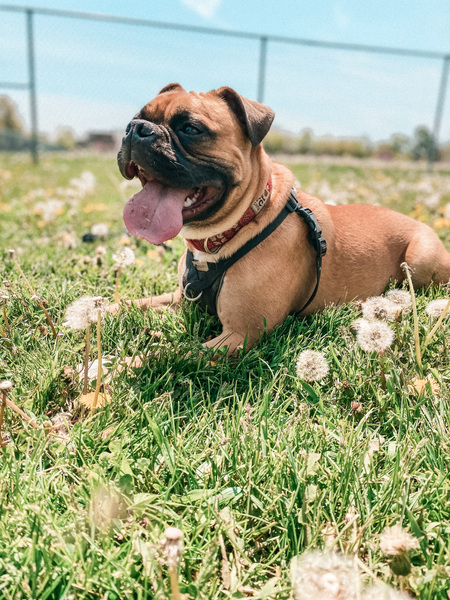 Franklin 