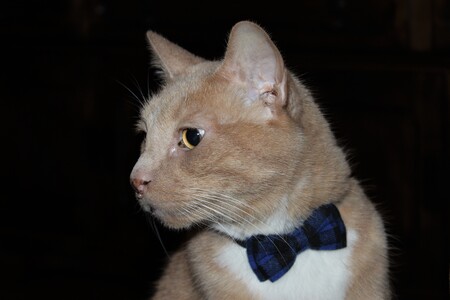 Sir Thomas