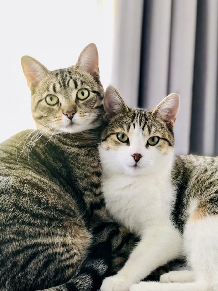 Willow & Maze