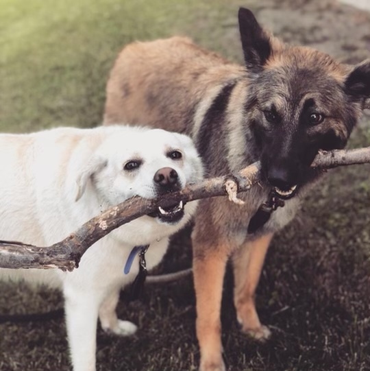 Vote for Yoyo and Jinx LCHS 2022 Calendar Photo Contest