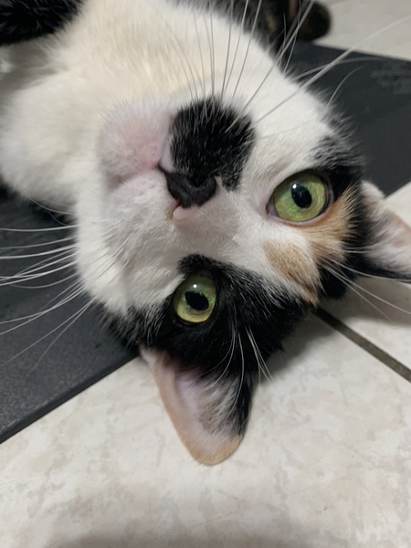 Bella Rose