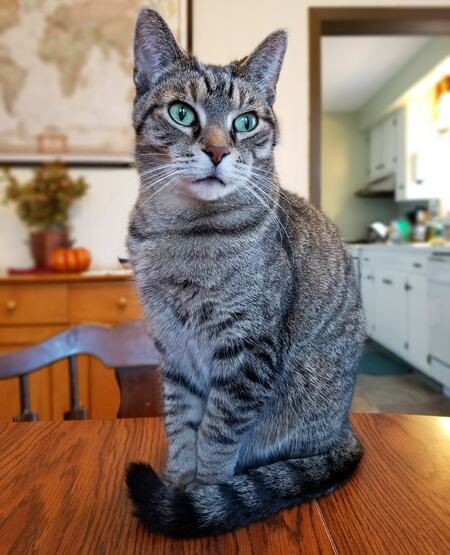 Mojo
