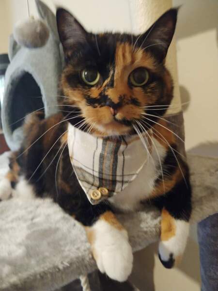 Kitkat