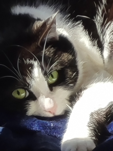 Hazel