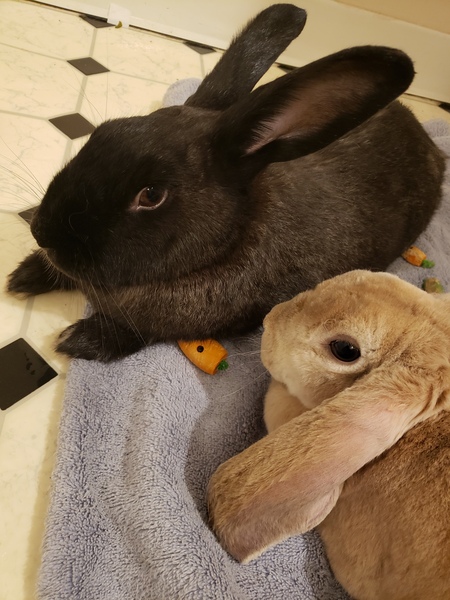 Bun Bun and Maple