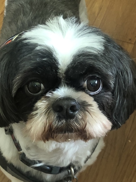 Cookie