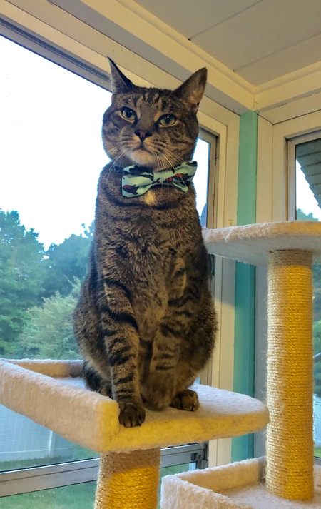 Roo