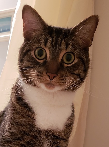 Skipper
