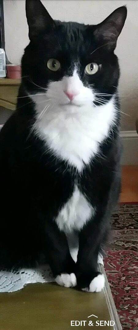 Ozzy