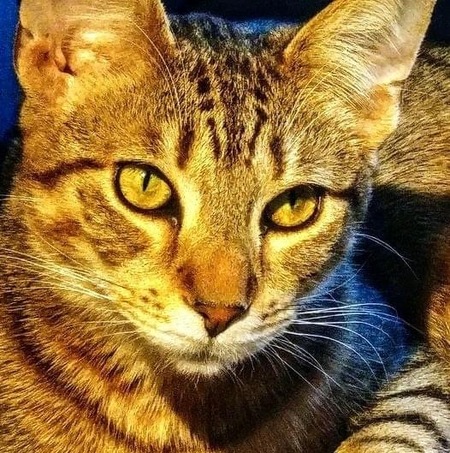 Mr. Honeybee