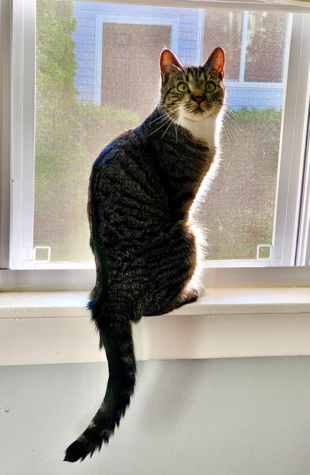 Mitzi