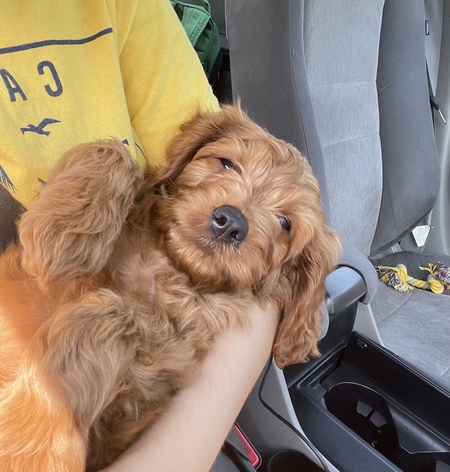 Oakley Bear 