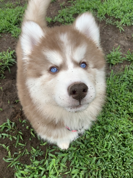 Mika