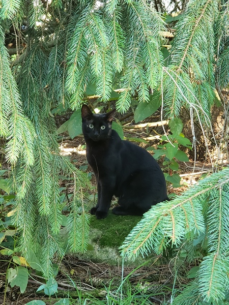 Binx