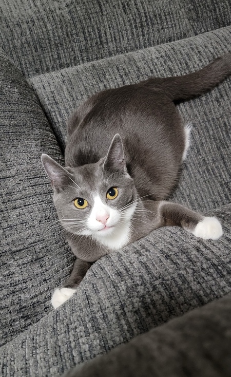 Graycee 