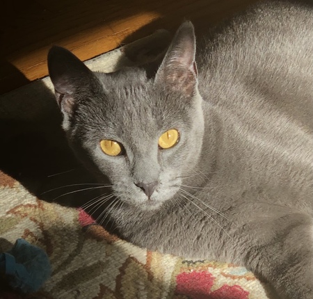 Gracie