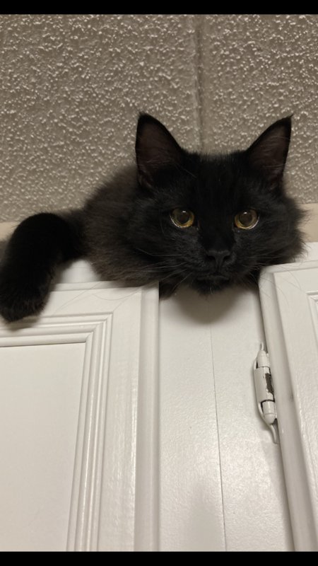Finn