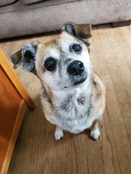 daisy