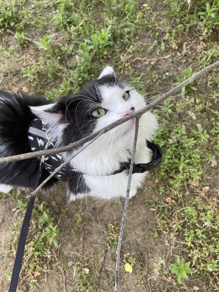 Ollie