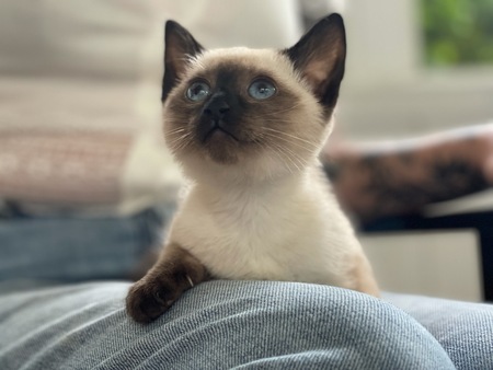 Mona
