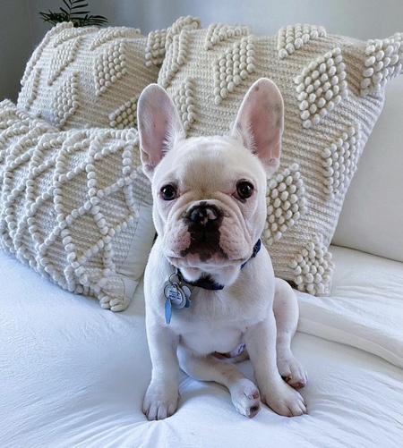 Ziggy