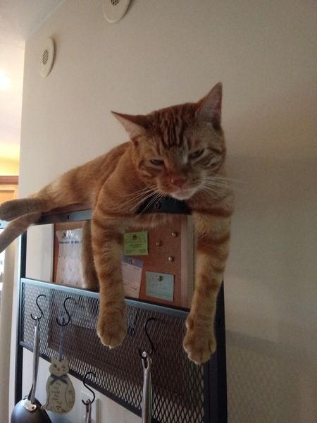 Buddy