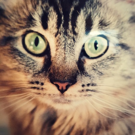 Stella