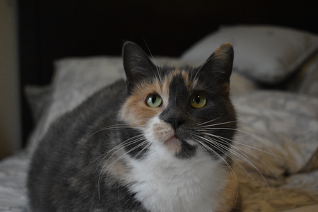Chloe