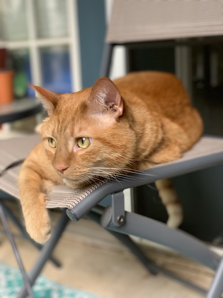 Basil