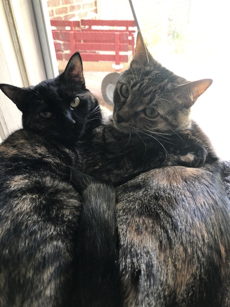 Sadie & Sam