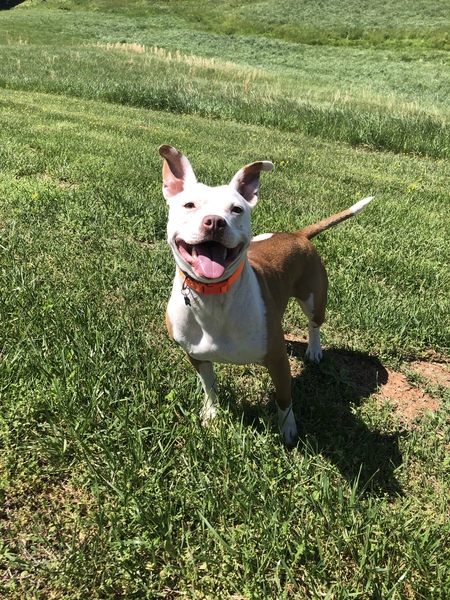 Peaches 