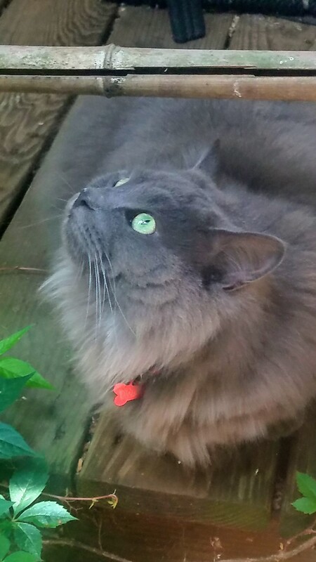 Dora