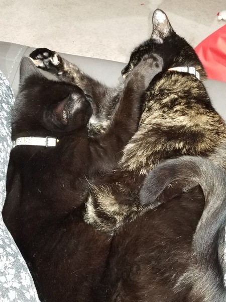 Luna and Belle