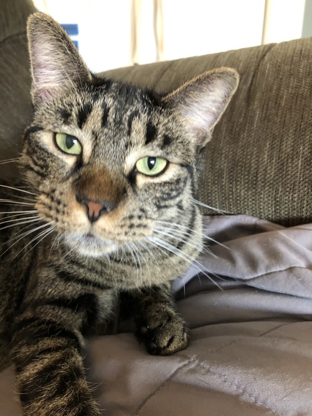 Steven Catthew