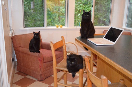 Nigel, Holly and Puff Cat