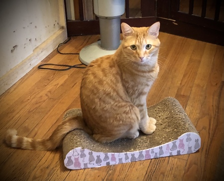 Oscar
