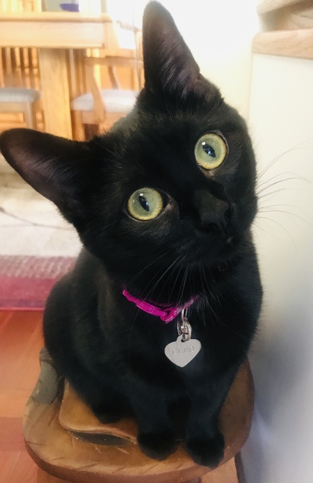 Cleo