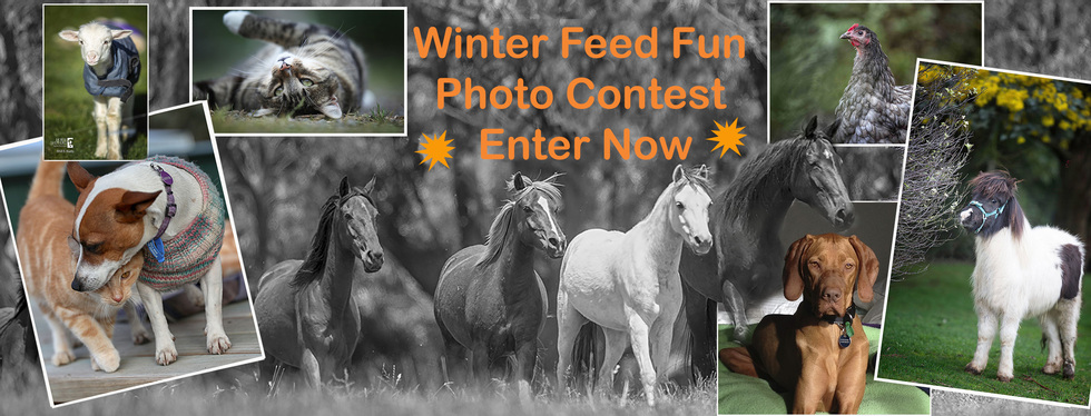 Banner for Winter Feed Fun Photo Fundraiser