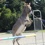 Entry image for Jindi Love to Jump