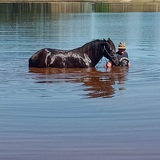 Entry image for Ari the water horse