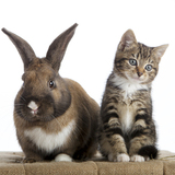 Entry image for Homeless Hounds Thumper