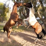 Entry image for Woody and Jake